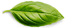 logo-leaf-new basil leaf