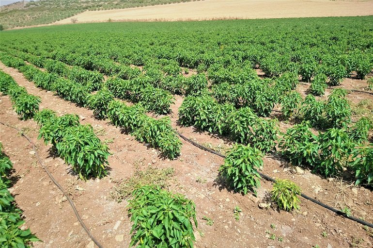 growing peppers for profit – pepper and chilies farming 1200x630